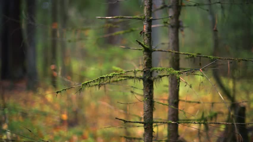 Autumn forest with fallen yellow leaves on the ground