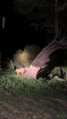 African Lion Climbing a Tree at Night