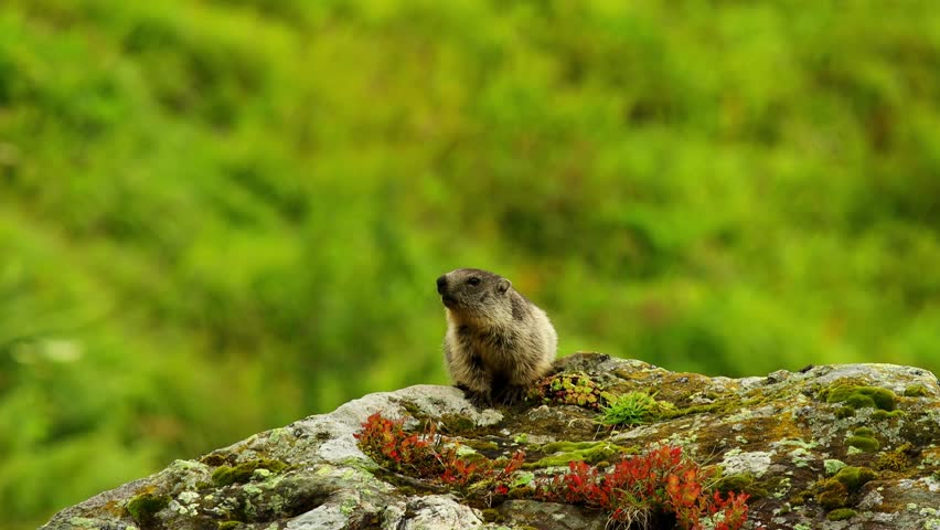 wild mountain marmot in the mountain nature 4k 25fps video