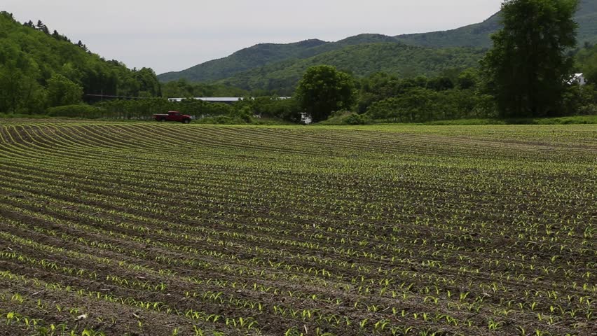 Newly planted cornfield in the Connecticut River valley of New Hampshire.