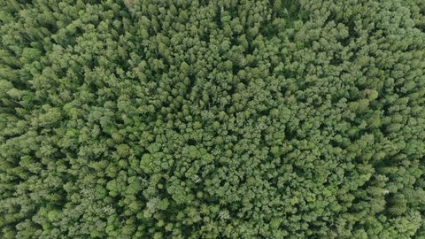 Drone Moving above Forest Canopy Rotation