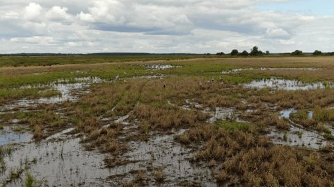 Drone Following Cranes over Wetland Field