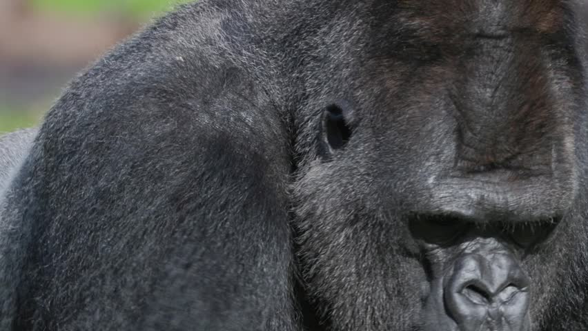 Close-up portrait of a silverback gorilla