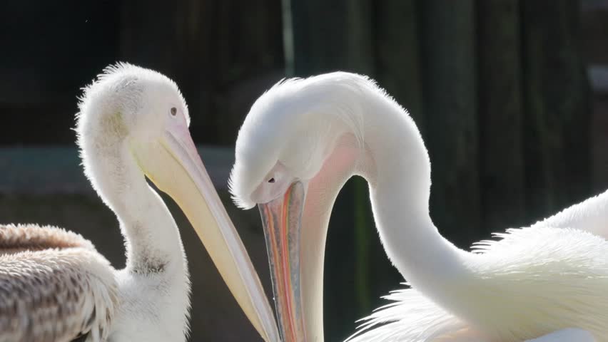 Great white pelican mother caring for her chick
