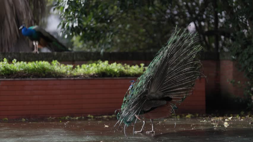 Male peacock displaying feathers while walking