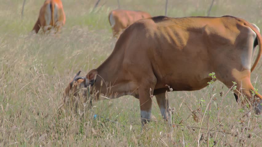 Cattle grazing in field under natural light, depicting sustainable livestock farming and rural landscape with domestic animals feeding outdoors