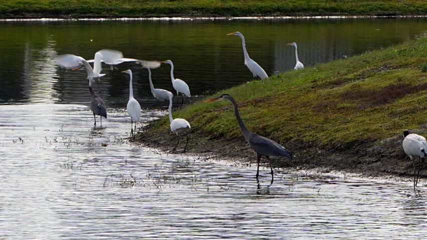 Gathering of egrets, herons and a wood stork
