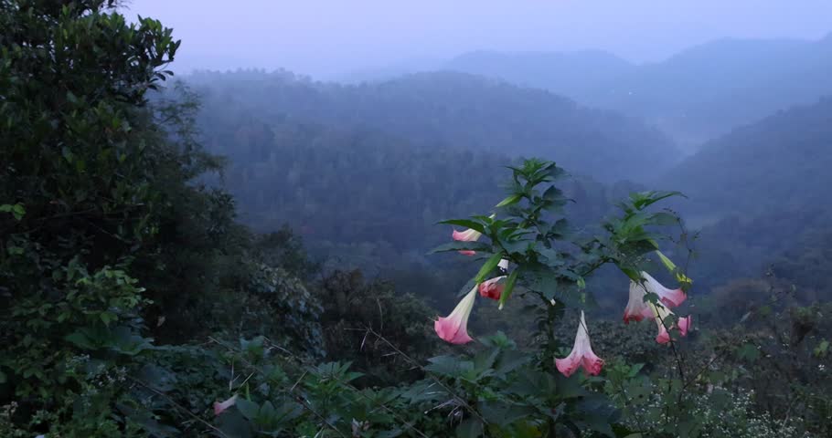 Angel`s Trumpet flowers in the middle of scenic western ghats landscape during morning in Coorg, India.