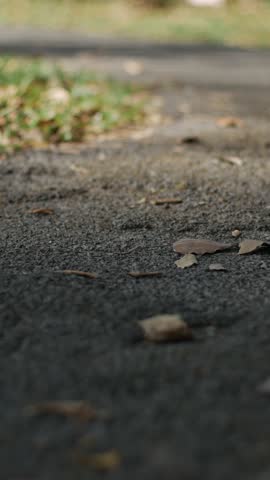 Close up ground view of asphalt walkway with scattered dry leaves and patches of green grass, nature in urban park.