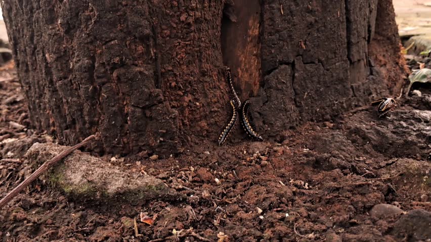 millipede insect under the trunk of an albasia tree
