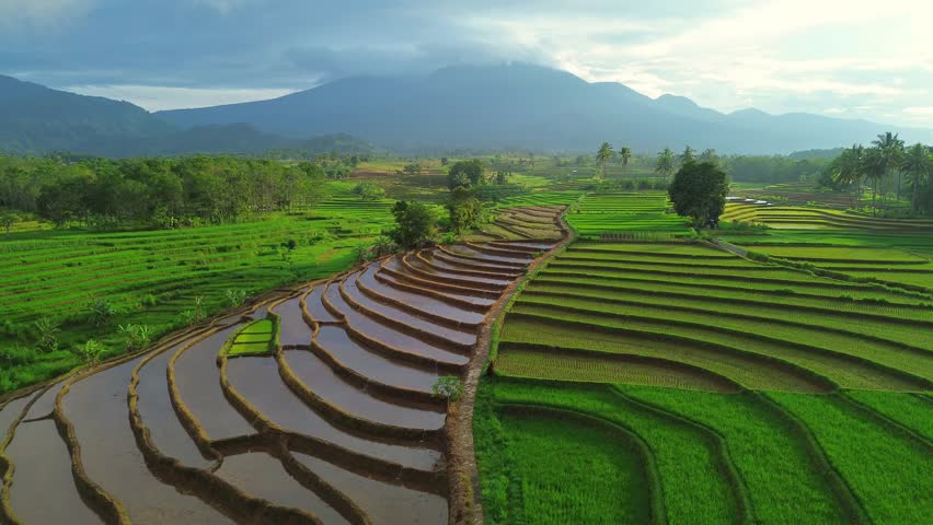 Beautiful morning view in Indonesia, panoramic landscape of rice fields with mountain ranges and clear sky