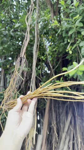 Aerial roots of Ficus elastica. rubber fig, rubber tree, rubber plant, or Indian rubber bush or rambung. Kahaluu, Honolulu, Oahu, Hawaii