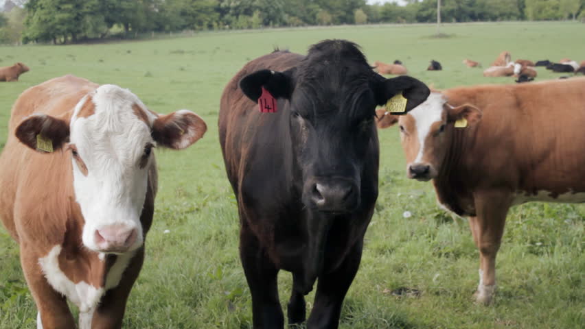 Group of inquisitive cattle