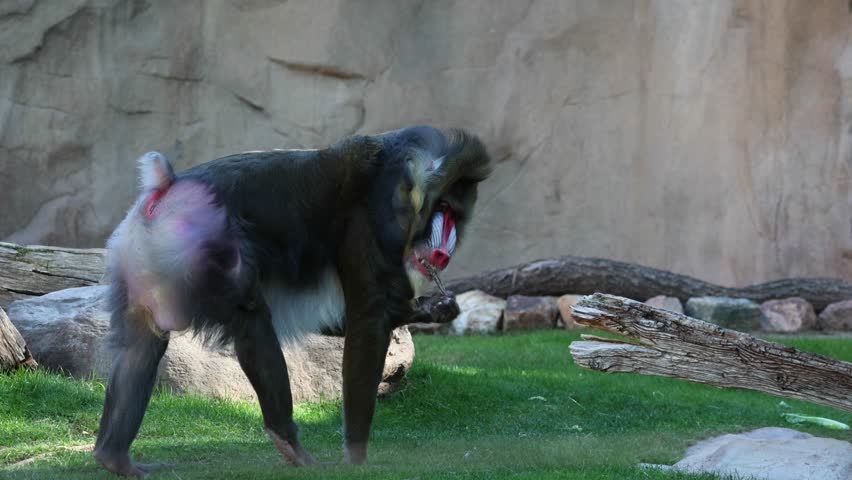mandrill close up walking showing fangs (ape monkey wildlife photography) captive zoo travel sphinx