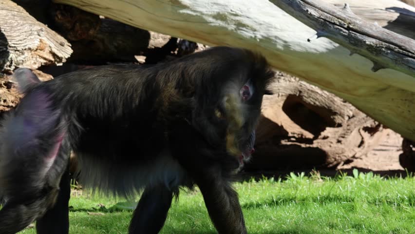 mandrill close up walking showing fangs (ape monkey wildlife photography) captive zoo travel sphinx