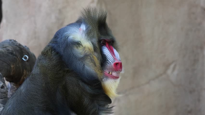 mandrill close up walking showing fangs (ape monkey wildlife photography) captive zoo travel sphinx