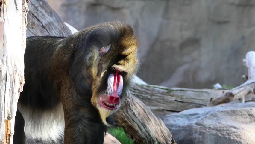 mandrill close up walking showing fangs (ape monkey wildlife photography) captive zoo travel sphinx
