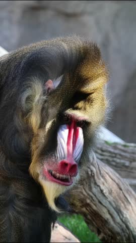mandrill close up walking showing fangs (ape monkey wildlife photography) captive zoo travel sphinx