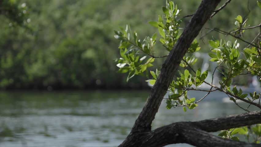 Boat crossing frame out of focus while green leaves and foliage remain sharp in the foreground at Black Point, Florida. Shallow depth of field with calm coastal water scenery.