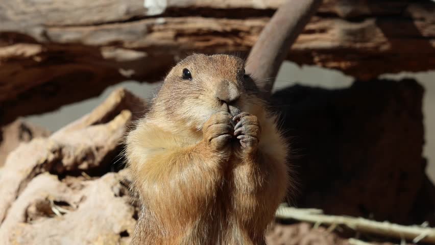 prairie dog chewing on a nut (small rodent animal chews food) eating feeding chew cheeks close up marmot vermin fauna wildlife zoo travel plains america black tailed new world furry