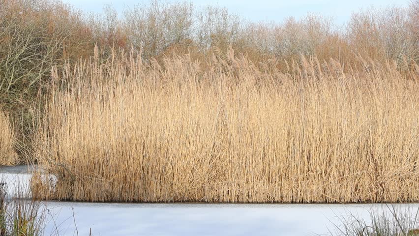 Common Reeds, Phragmites australis, in an iced over pond in mid Winter. England. UK