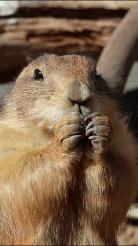 prairie dog chewing on a nut (small rodent animal chews food) eating feeding chew cheeks close up marmot vermin fauna wildlife zoo travel plains america black tailed new world furry
