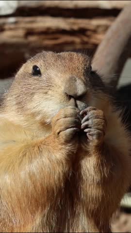 prairie dog chewing on a nut (small rodent animal chews food) eating feeding chew cheeks close up marmot vermin fauna wildlife zoo travel plains america black tailed new world furry