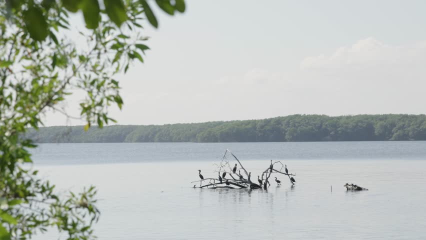 Closer shot of birds perched on a dead tree in the water around Biscayne National Park, Florida. Foreground foliage adds depth in this peaceful wetland and coastal wildlife scene.