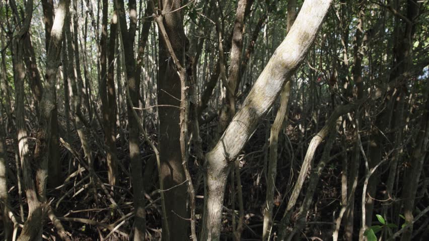 Walking along mangrove trees in wooded coastal areas along calm water at Black Point near Biscayne National Park, Florida. Scenic tropical wetlands and natural ecosystem.