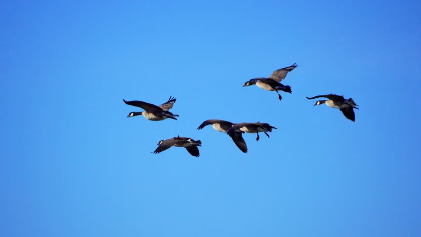 Group of Wild Geese Arriving at Lake on Beautiful Morning