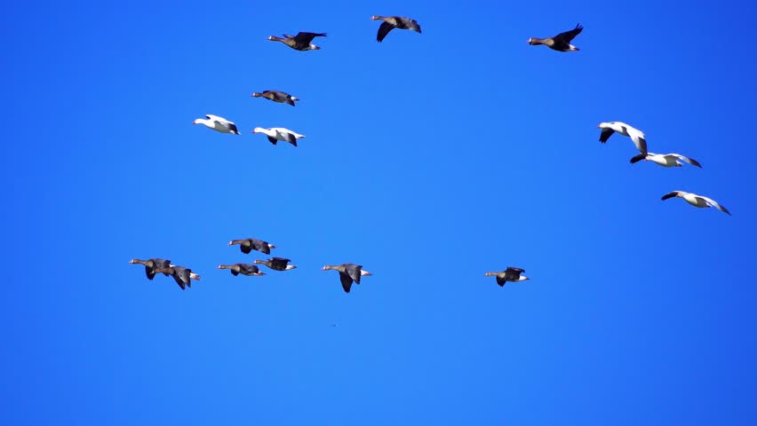Group of Wild Geese Arriving at Lake on Beautiful Morning