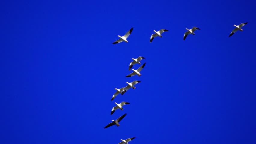 Group of Wild Geese Arriving at Lake on Beautiful Morning