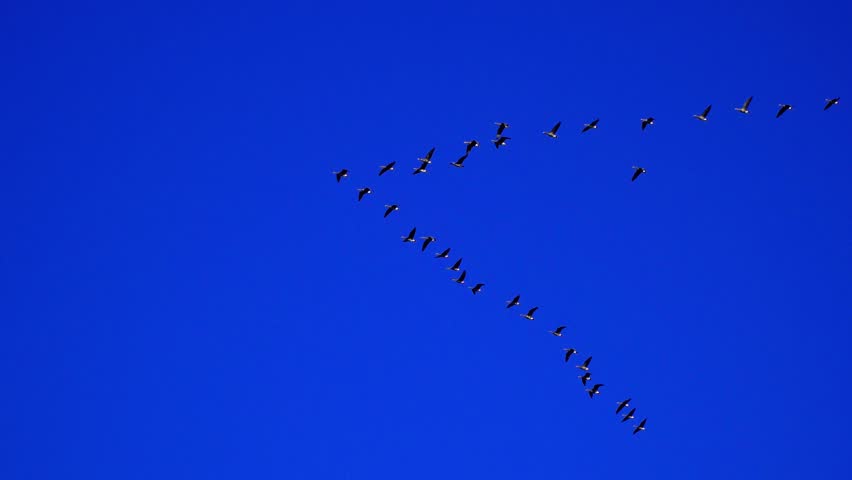 Group of Wild Geese Arriving at Lake on Beautiful Morning