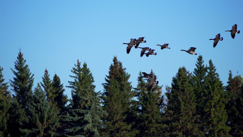 Group of Wild Geese Arriving at Lake on Beautiful Morning