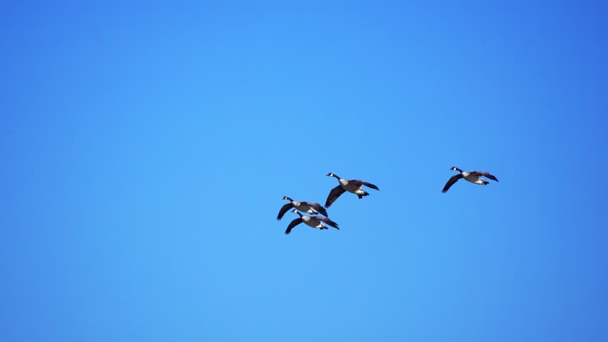 Group of Wild Geese Arriving at Lake on Beautiful Morning