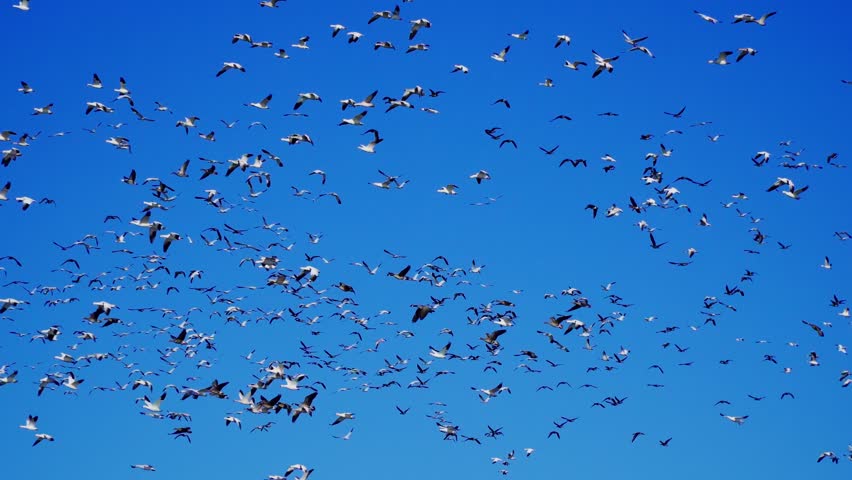 Group of Wild Geese Arriving at Lake on Beautiful Morning