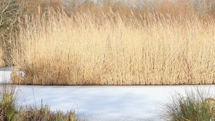 A bed of Common Reeds, Phragmites australis, growing in an iced over lake. Winter. England. UK
