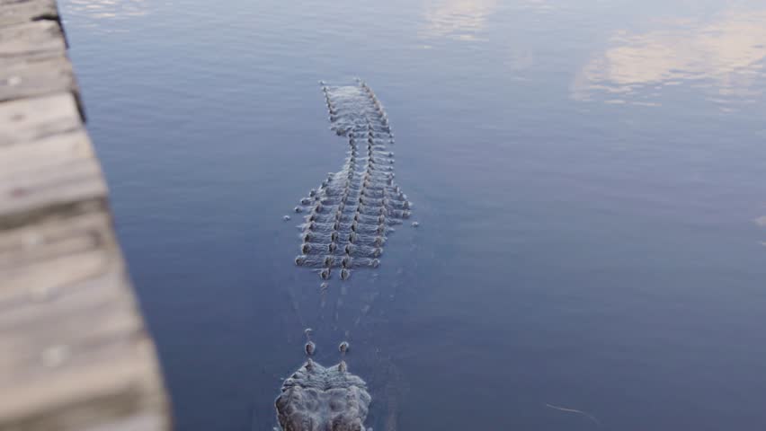 A Florida alligator floating peacefully in water next to a boat dock, tilt down. Calm, detailed wildlife close-up in a natural aquatic environment in the Florida Everglades.