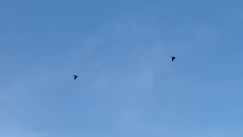 Two ducks flying high against open sky. Birds in midair with wings spread. Minimal background.