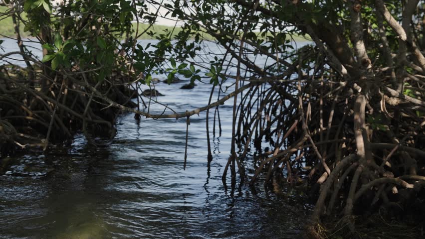 Slow motion footage of mangrove trees in wooded coastal areas along calm water at Black Point near Biscayne National Park, Florida. Scenic tropical wetlands and natural ecosystem.
