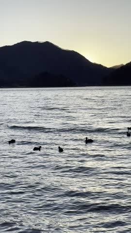 Golden hour at Lake Kawaguchiko. Watching these ducks glide through the shimmering water as the sun dips below the horizon. The perfect end to a day in Japan.