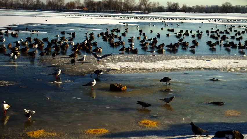 Frozen Lake Surface With Ice Shards And Melting Slush. Peaceful Waterfowl On Icy River, Majestic Wild Animals. Biological Diversity Wetland Ecosystem. Ornithological Observation Of Migratory Birds