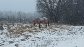 Horse Standing On Tether In Rural Field During Heavy Winter Snowfall. 
Equine Animal Grazing On Frosty Meadow Under Falling Snow. Farm Life And Domesticated Livestock In Cold Weather. Harsh Climate - Powered by Shutterstock - Get 15% off with code: PIKWIZARD15