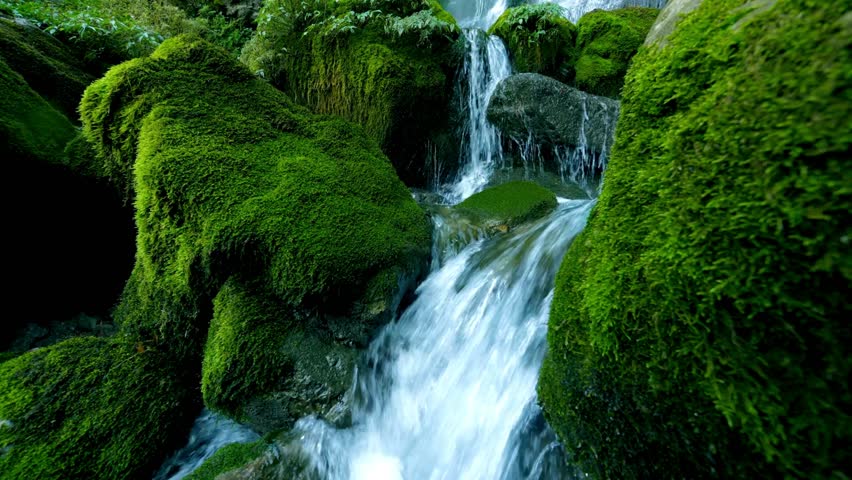 Water rushes and flows over moss-covered rocks in a lush green area near Bash Bish Falls. Sunlight filters through the trees, creating a serene and peaceful environment.