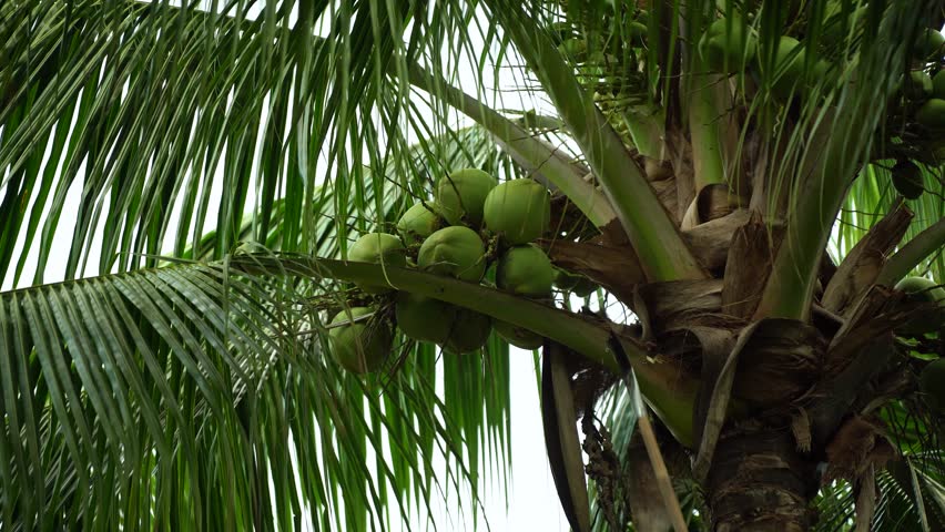 Trimming palm fronds and coconuts on a palm tree
