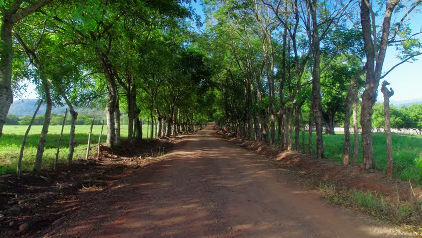 Drone zoom in along a rural dirt road surrounded by green farmland in Bonao, Dominican Republic, showing agricultural landscape under clear daylight.