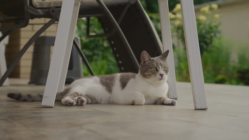 Relaxed gray and white cat lies on tiled patio floor in shade, calmly observing surroundings under outdoor table and chair.