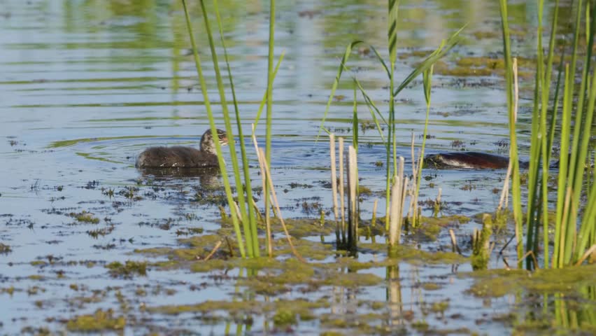 A wild muskrat (Ondatra zibethicus) is captured swimming among the lush green reeds and aquatic vegetation in the shallow, sunlit waters of the Ros River in Ukraine.