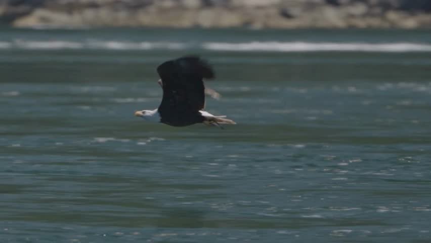 A bald eagle flying low over water with a fish in its talons slow motion video