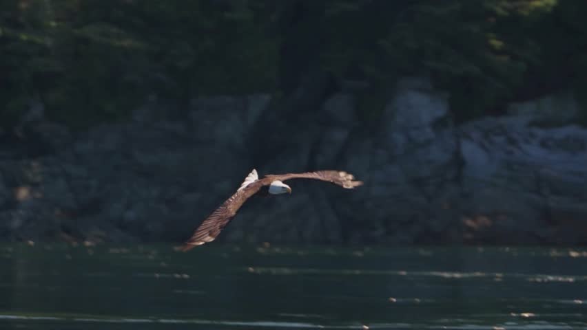 A large bald eagle in flight over moving water beautiful slow mo video